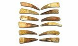 Clearance Lot: to Bargain Spinosaurus Teeth - Pieces #289411-1